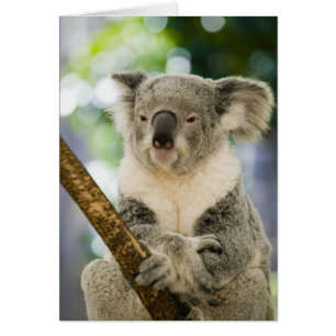 Australia, Queensland, Brisbane, Fig Tree