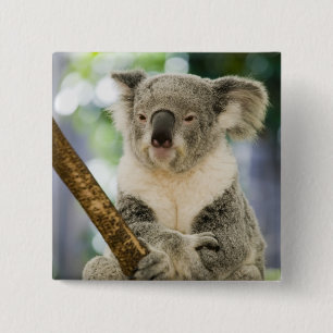 Australia, Queensland, Brisbane, Fig Tree 15 Cm Square Badge