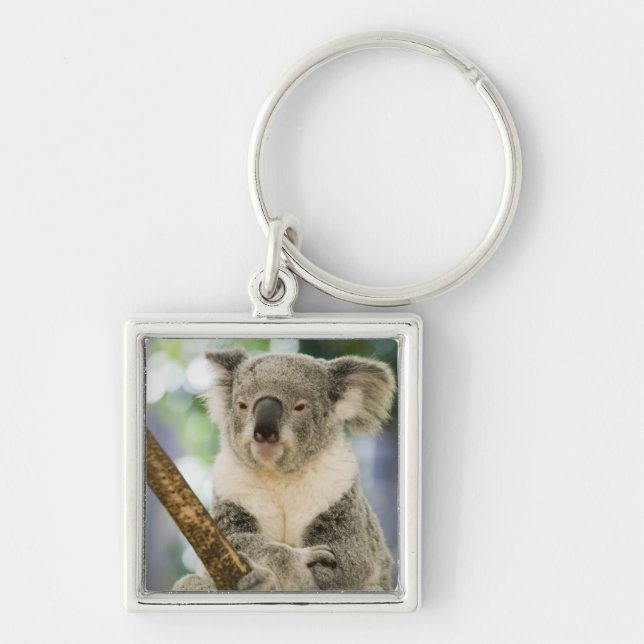 Australia, Queensland, Brisbane, Fig Tree Key Ring (Front)