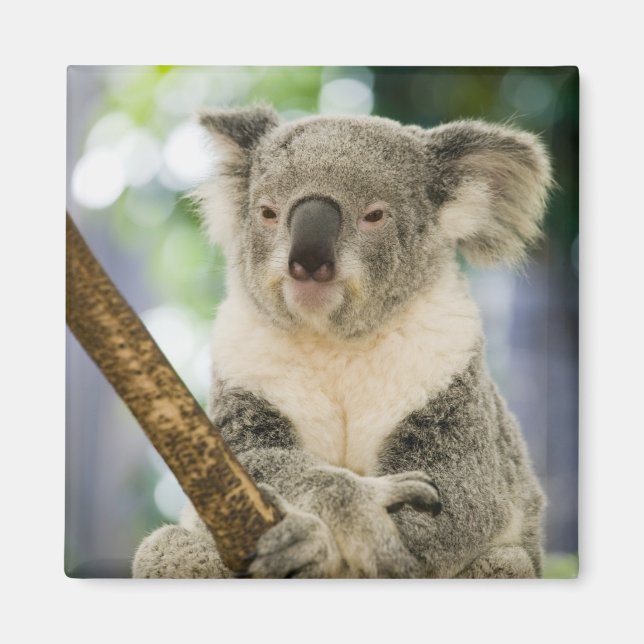 Australia, Queensland, Brisbane, Fig Tree Magnet (Front)