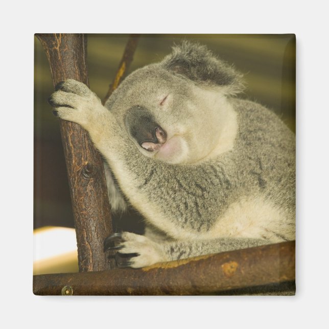 Australia, Queensland, Brisbane. Fig Tree Magnet (Front)