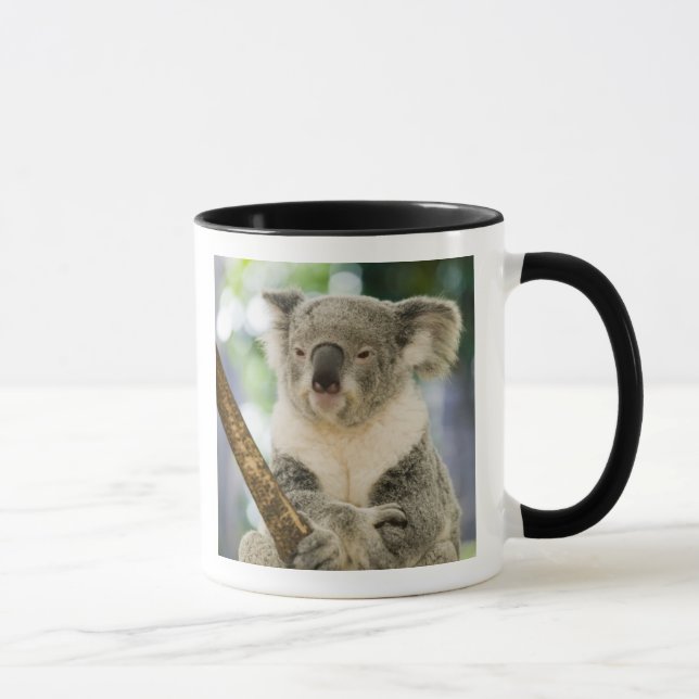 Australia, Queensland, Brisbane, Fig Tree Mug (Right)