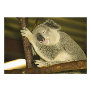 Australia, Queensland, Brisbane. Fig Tree Photo Print