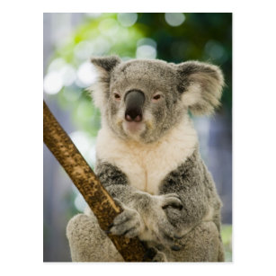 Australia, Queensland, Brisbane, Fig Tree Postcard