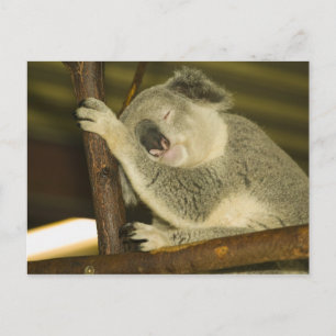 Australia, Queensland, Brisbane. Fig Tree Postcard