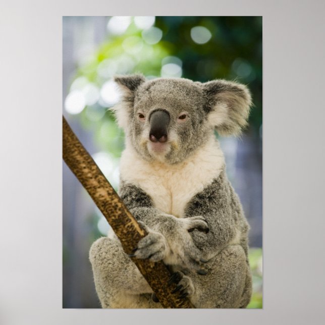 Australia, Queensland, Brisbane, Fig Tree Poster (Front)