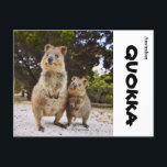 Australia Quokka Postcard<br><div class="desc">Australian Quokka</div>