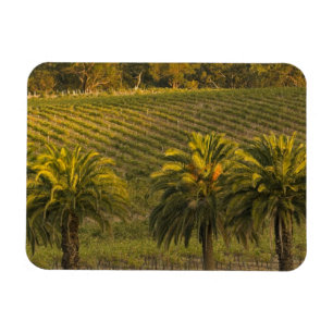 Australia, South Australia, Barossa Valley, Magnet