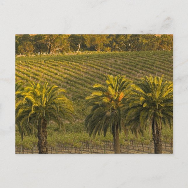 Australia, South Australia, Barossa Valley, Postcard (Front)