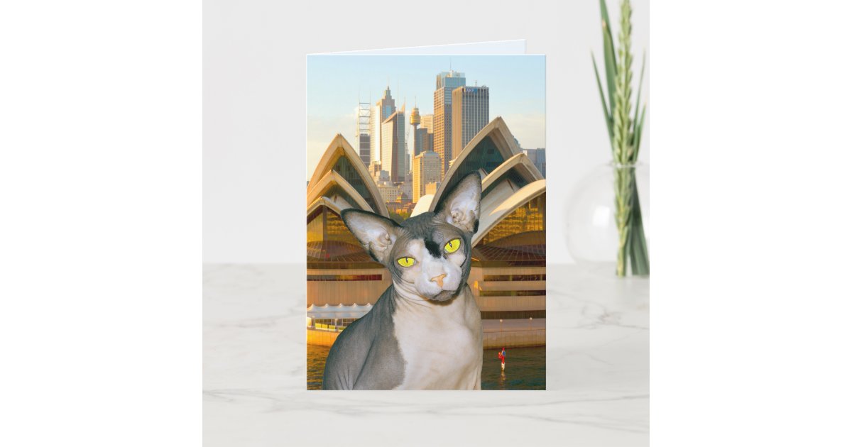 Australia Sydney Sphynx Cat Rex Cat Happy Birthday Holiday Card