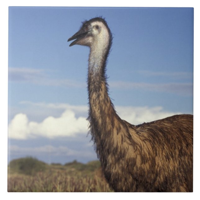 Australia, Western Australia. Emu (Dromaius Ceramic Tile (Front)