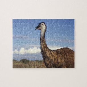 Australia, Western Australia. Emu (Dromaius Jigsaw Puzzle