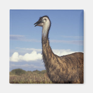 Australia, Western Australia. Emu (Dromaius Magnet