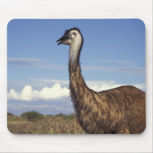 Australia, Western Australia. Emu (Dromaius Mouse Pad