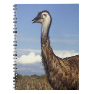 Australia, Western Australia. Emu (Dromaius Notebook