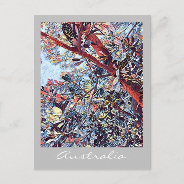 Australian Banksia tree native plant Postcard (Front)