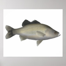 Australian Bass