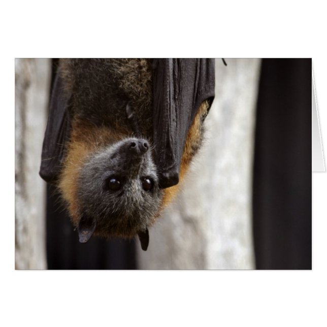 Australian Bat (Front Horizontal)