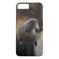 Australian Bat