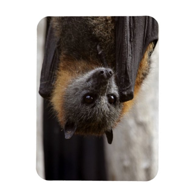 Australian Bat Magnet (Vertical)