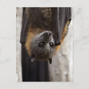 Australian Bat Postcard