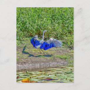 AUSTRALIAN BIRD STORK AUSTRALIA WITH ART EFFECTS POSTCARD
