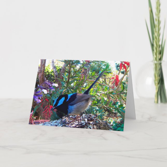 Australian bird, Superb Fairy Wren. Card (Front)
