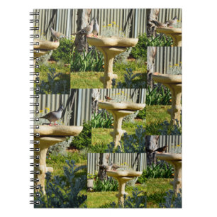 Australian Birds On Bird Bath, Notebook