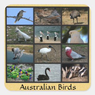 Australian Birds Square Sticker