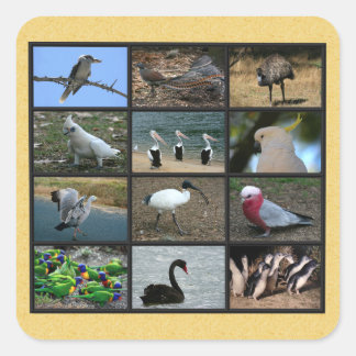 Australian Birds Square Sticker