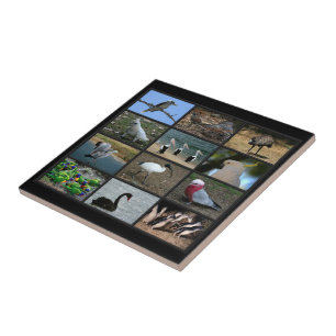 Australian Birdwatchers Collage Ceramic Tile