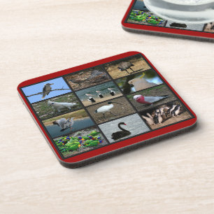 Australian Birdwatchers Collage Coaster
