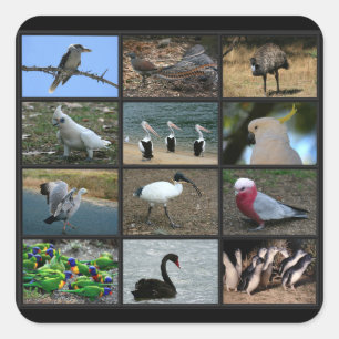 Australian Birdwatchers Collage Square Sticker
