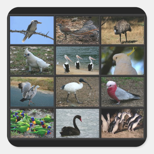 Australian Birdwatchers Collage Square Sticker (Front)