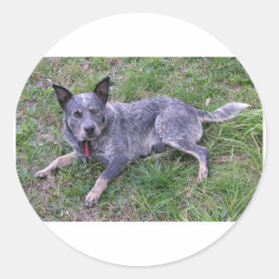 Australian_blue_cattle_dog_laying.png Classic Round Sticker
