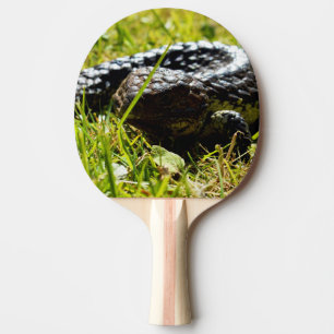 Australian Blue Tongue Shingleback Lizard, Ping Pong Paddle