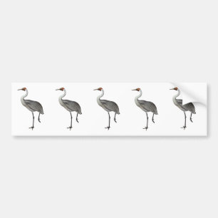 Australian Brolga Bumper Sticker