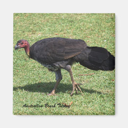 Australian Brush (Bush) Turkey Magnet