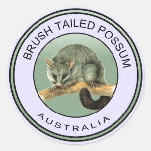 Australian brush tailed possum classic round sticker