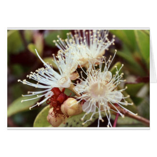 Australian Bush Cherry