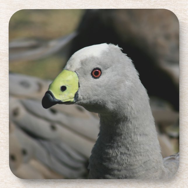 Australian Cape Barren Goose Coaster (Front)