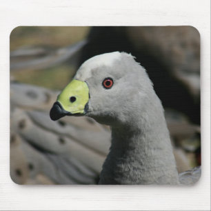 Australian Cape Barren Goose Mouse Pad