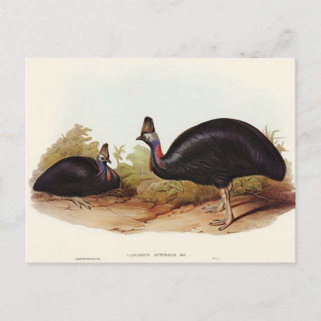 Australian Cassowary by Elizabeth Gould Postcard (Front)