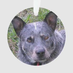 Australian_cattle_dog blue.png ornament