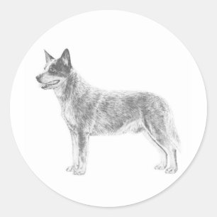 Australian Cattle Dog Classic Round Sticker