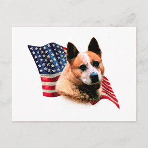 Australian Cattle Dog Flag Postcard
