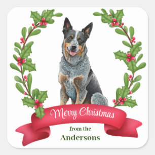 Australian Cattle Dog Holly Banner Christmas Square Sticker