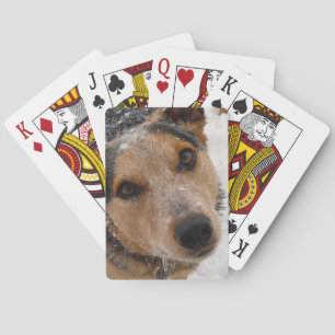Australian Cattle Dog in Snow - Western Playing Cards