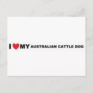 australian cattle dog love postcard