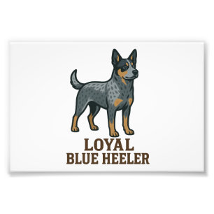 Australian Cattle Dog Loyal Blue Heeler Photo Print